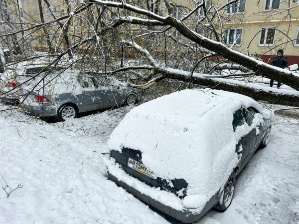 Откапывала внука из-под веток: москвичей покалечили упавшие деревья Откапывала внука из-под веток: москвичей покалечили упавшие деревья