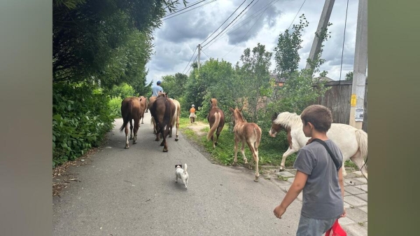 «Чуть не затоптали детей»: жители Новой Москвы воюют с лошадиным табуном «Чуть не затоптали детей»: жители Новой Москвы воюют с лошадиным табуном